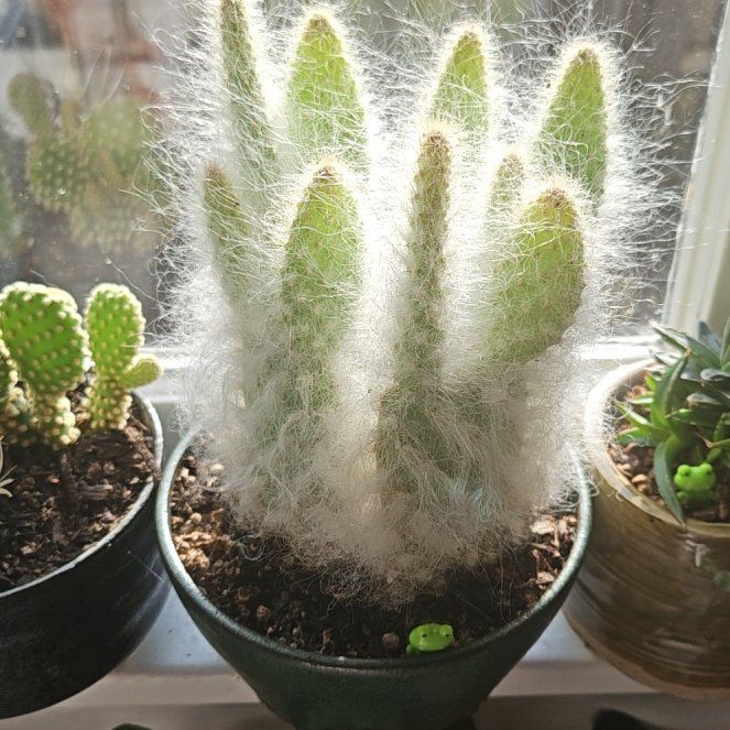 Photo of the plant species Old Man Prickly-pear by @ElatedWaxivy97 named Gates on Greg, the plant care app