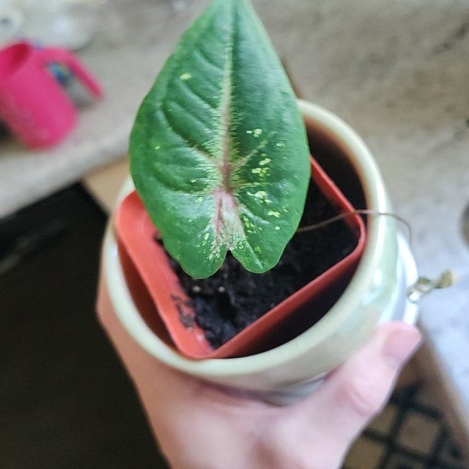 Photo of the plant species Elephant Ear Pink Beauty by @ActiveBaibua83 named Peter Parker on Greg, the plant care app
