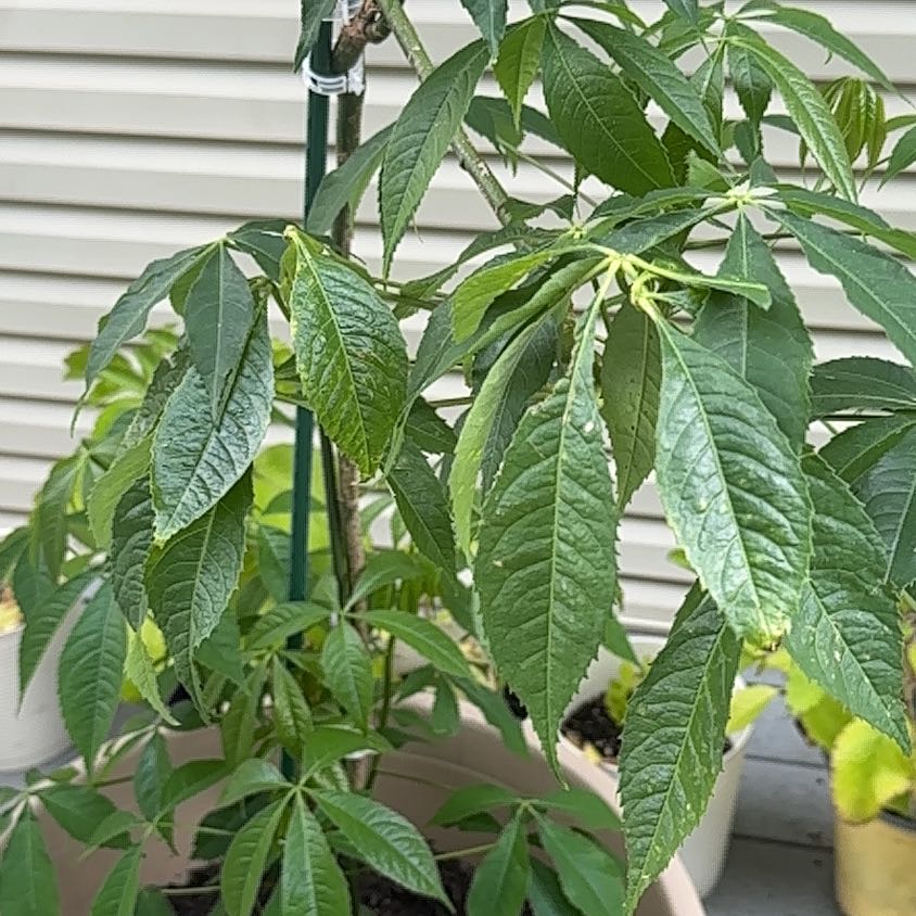 Photo of the plant species Cassava by @LargeGuayule19 named Bella on Greg, the plant care app