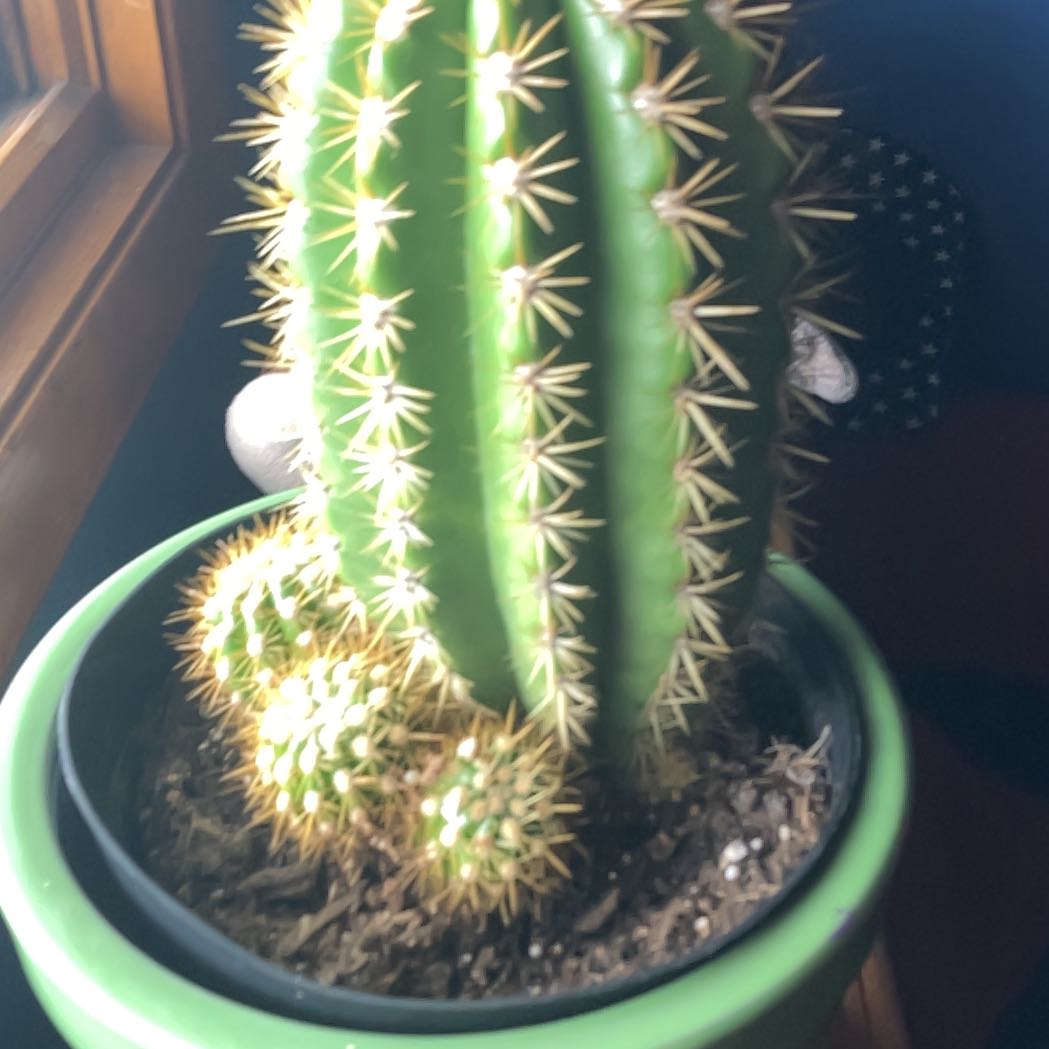 Photo of the plant species Sun Goddess Cactus by @WhizRimu33 named Spike on Greg, the plant care app