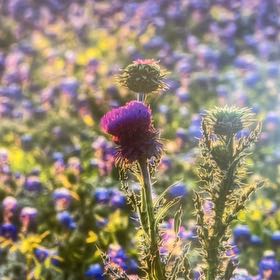 Photo of the plant species Nodding Thistle by @SublimePapaya61 named Walt on Greg, the plant care app
