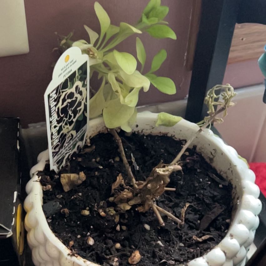 Photo of the plant species Midnight Gold Petunia by @LucidKoa67 named Sanders on Greg, the plant care app
