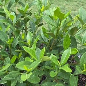 Photo of the plant species Gardenia 'Double Mint' by @CalmChilli59 named Double Mint on Greg, the plant care app