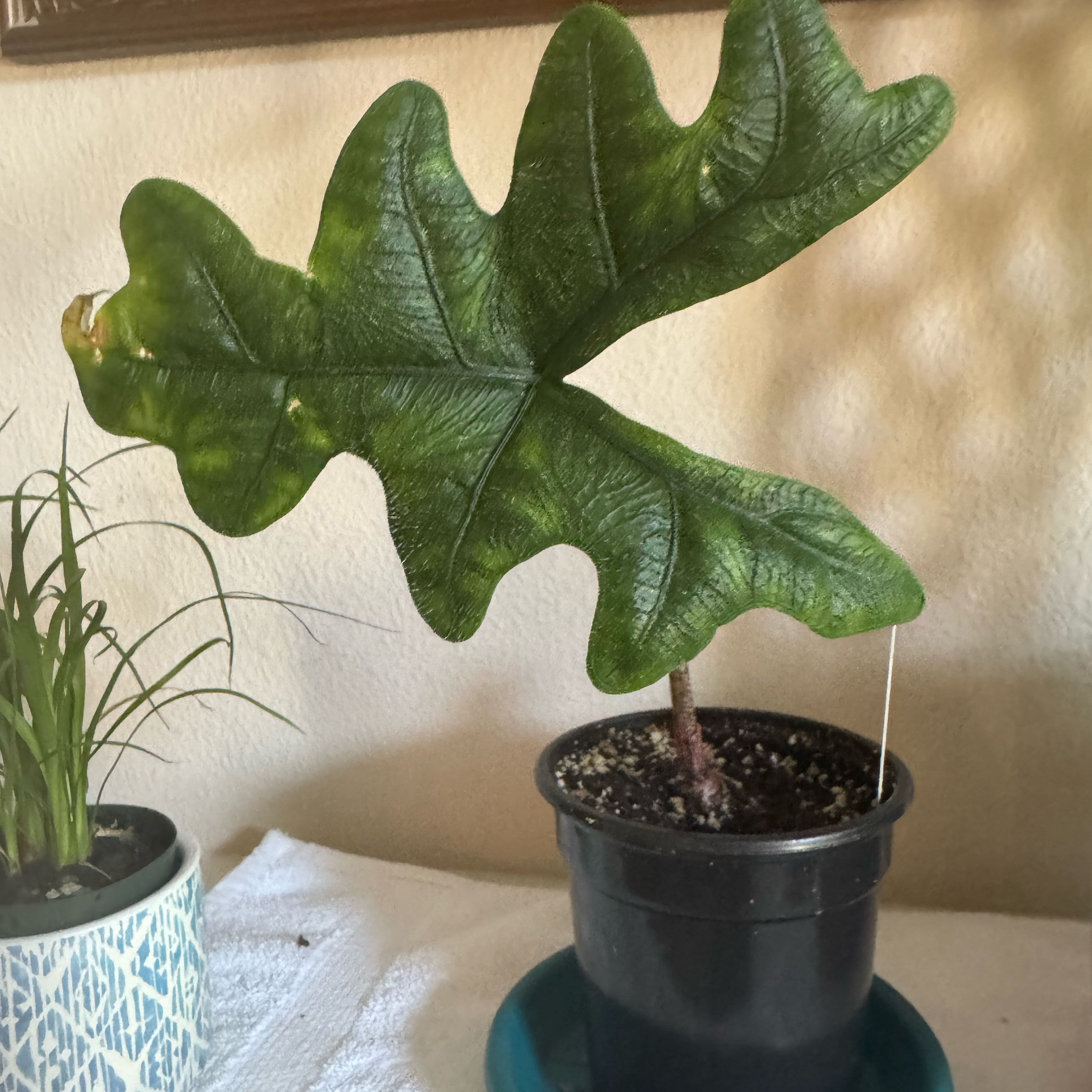 Photo of the plant species alocasia jacklyn by @UberAgboy58 named Navajo on Greg, the plant care app