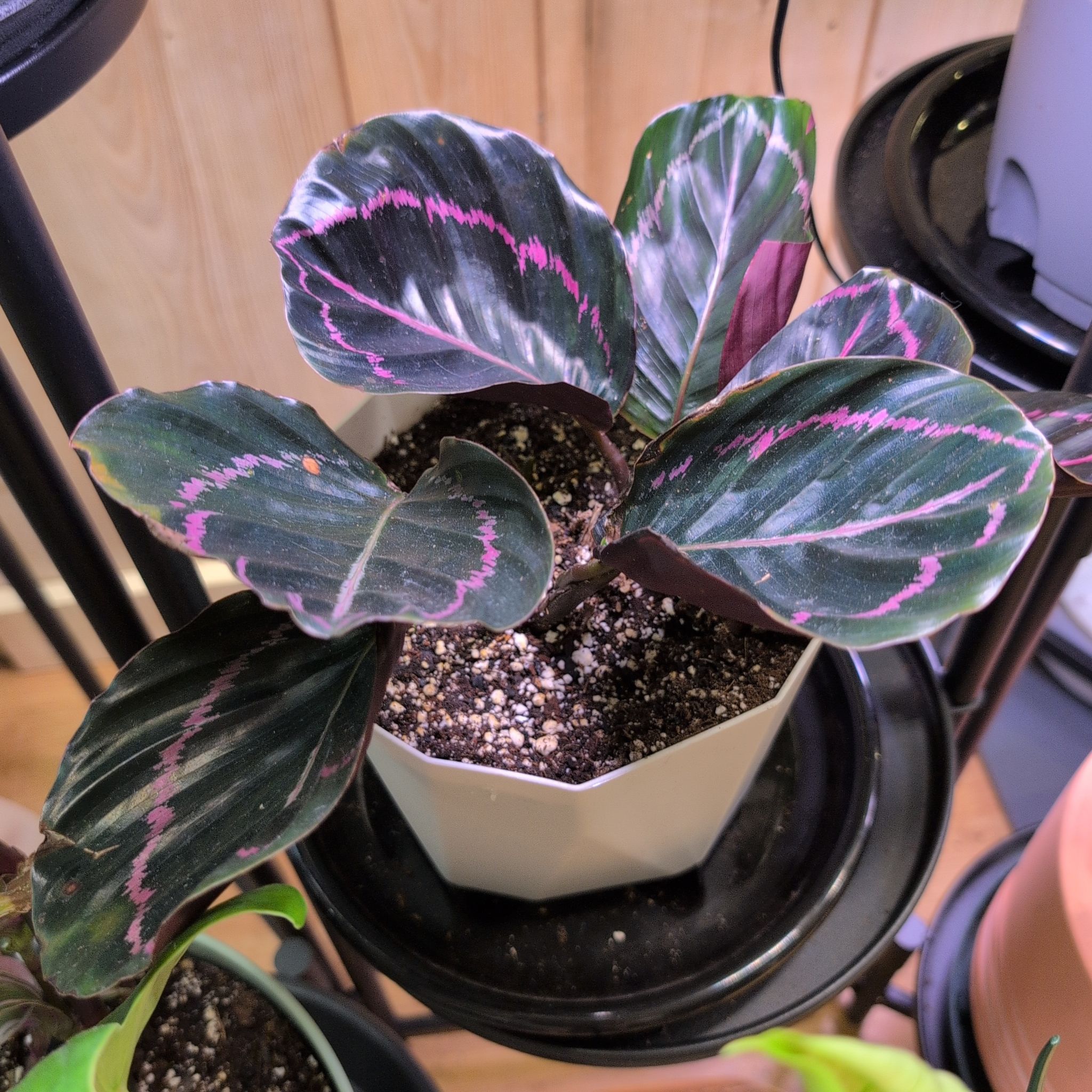 Photo of the plant species Prayer Plant Dottie by @RNgjg510 named Dottie on Greg, the plant care app
