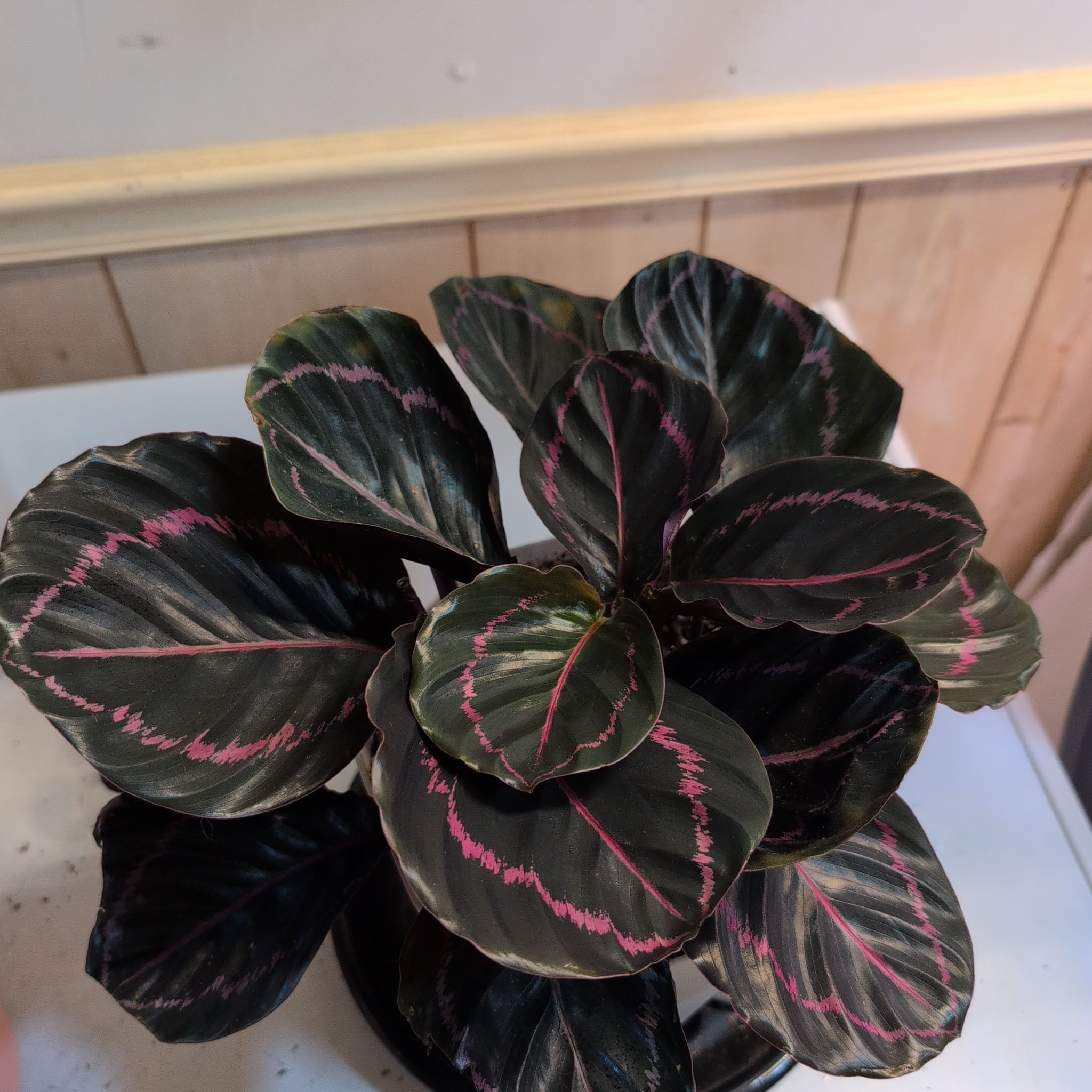 Photo of the plant species Prayer Plant Dottie by @RNgjg510 named Dottie on Greg, the plant care app