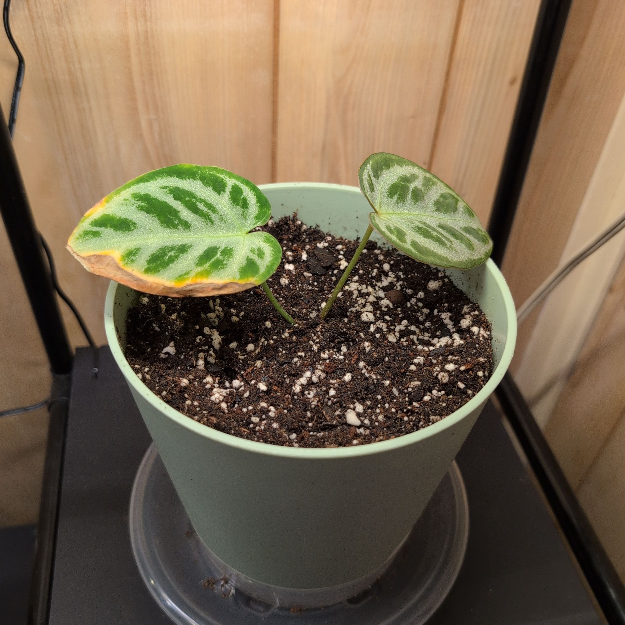 Photo of the plant species Anthurium King of Spades by @RNgjg510 named King on Greg, the plant care app