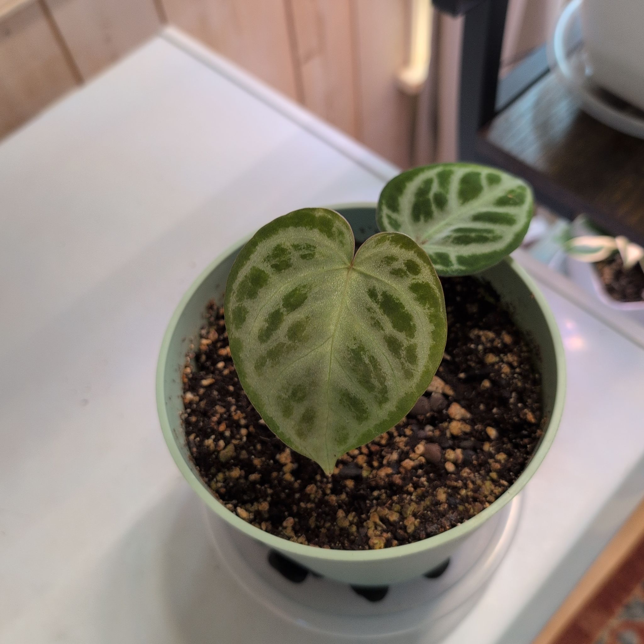 Photo of the plant species Anthurium King of Spades by @RNgjg510 named King on Greg, the plant care app