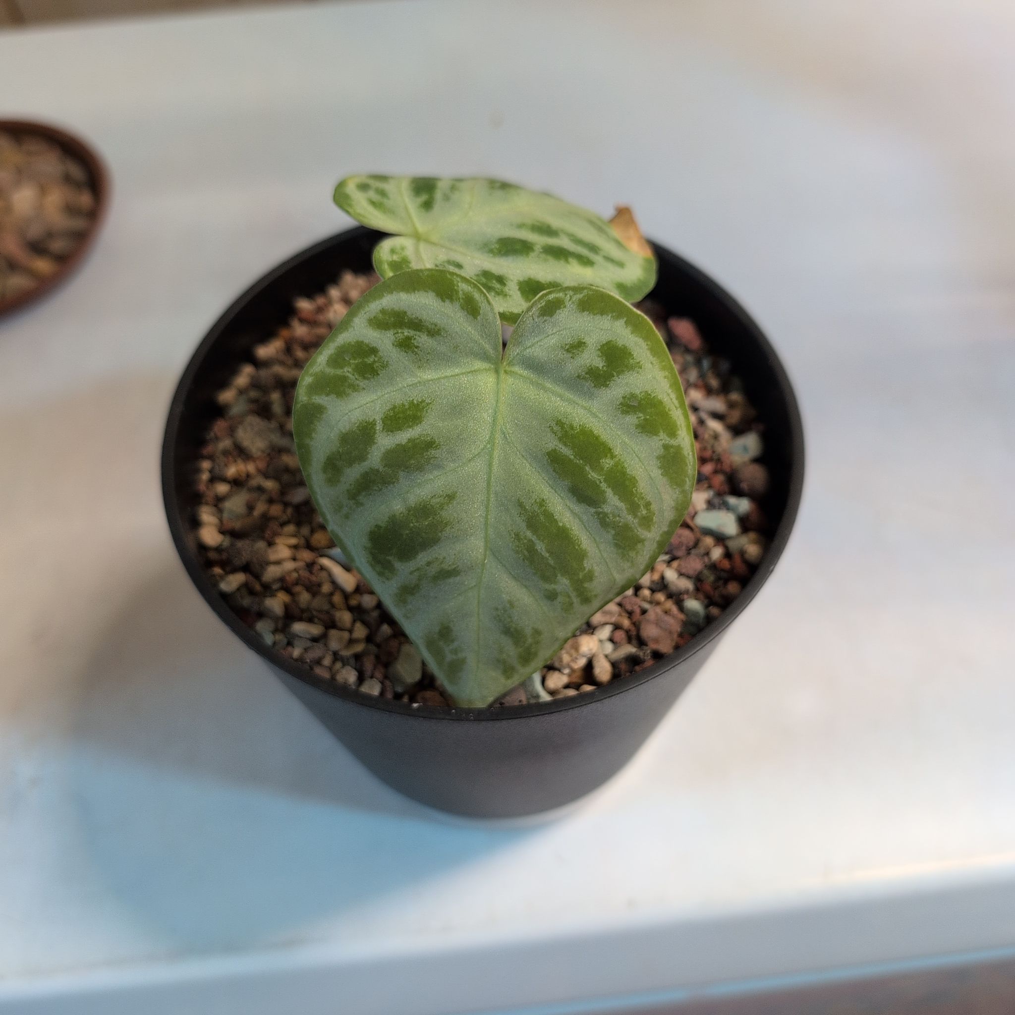 Photo of the plant species Anthurium King of Spades by @RNgjg510 named King on Greg, the plant care app