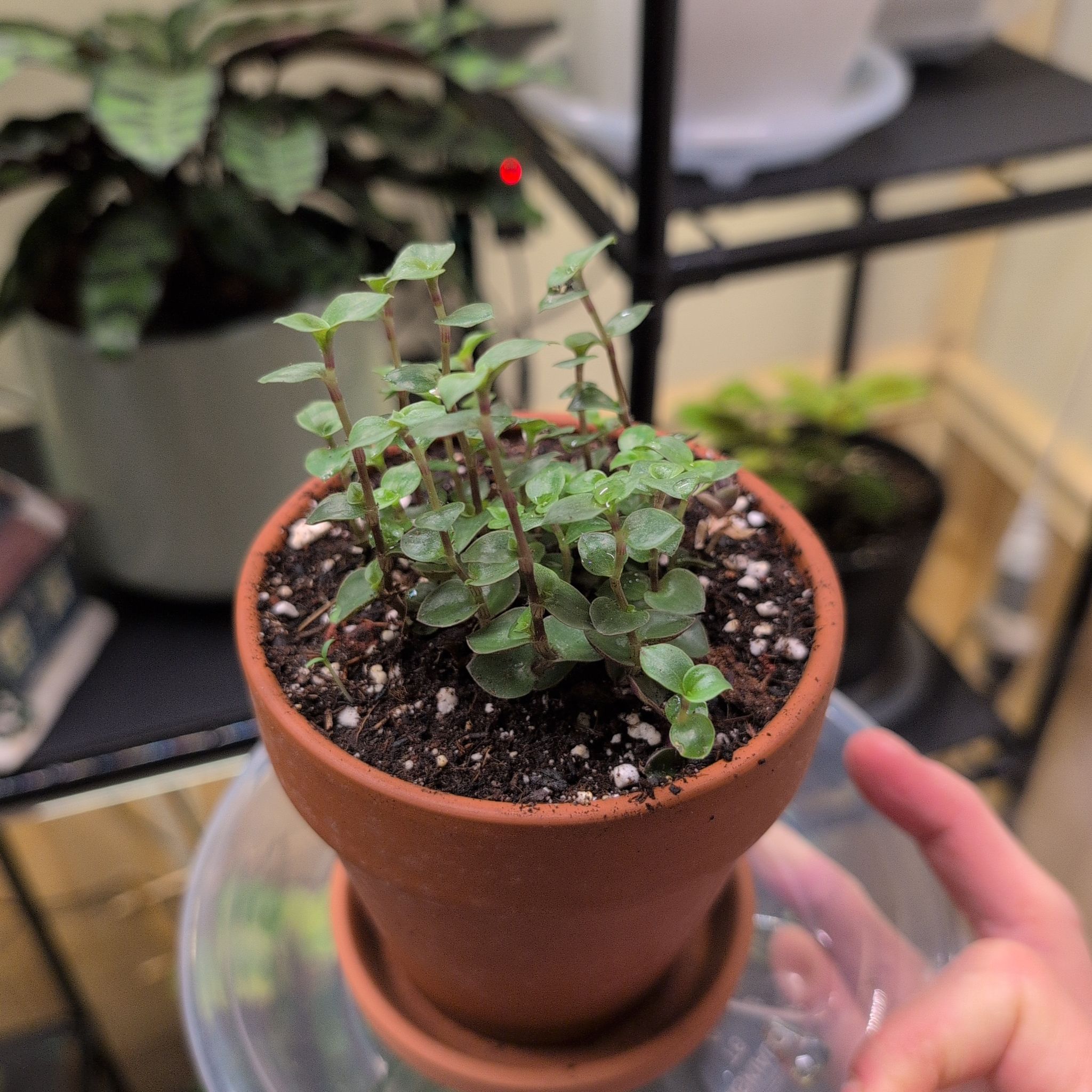 Photo of the plant species Turtle Vine by @RNgjg510 named Hemingway on Greg, the plant care app