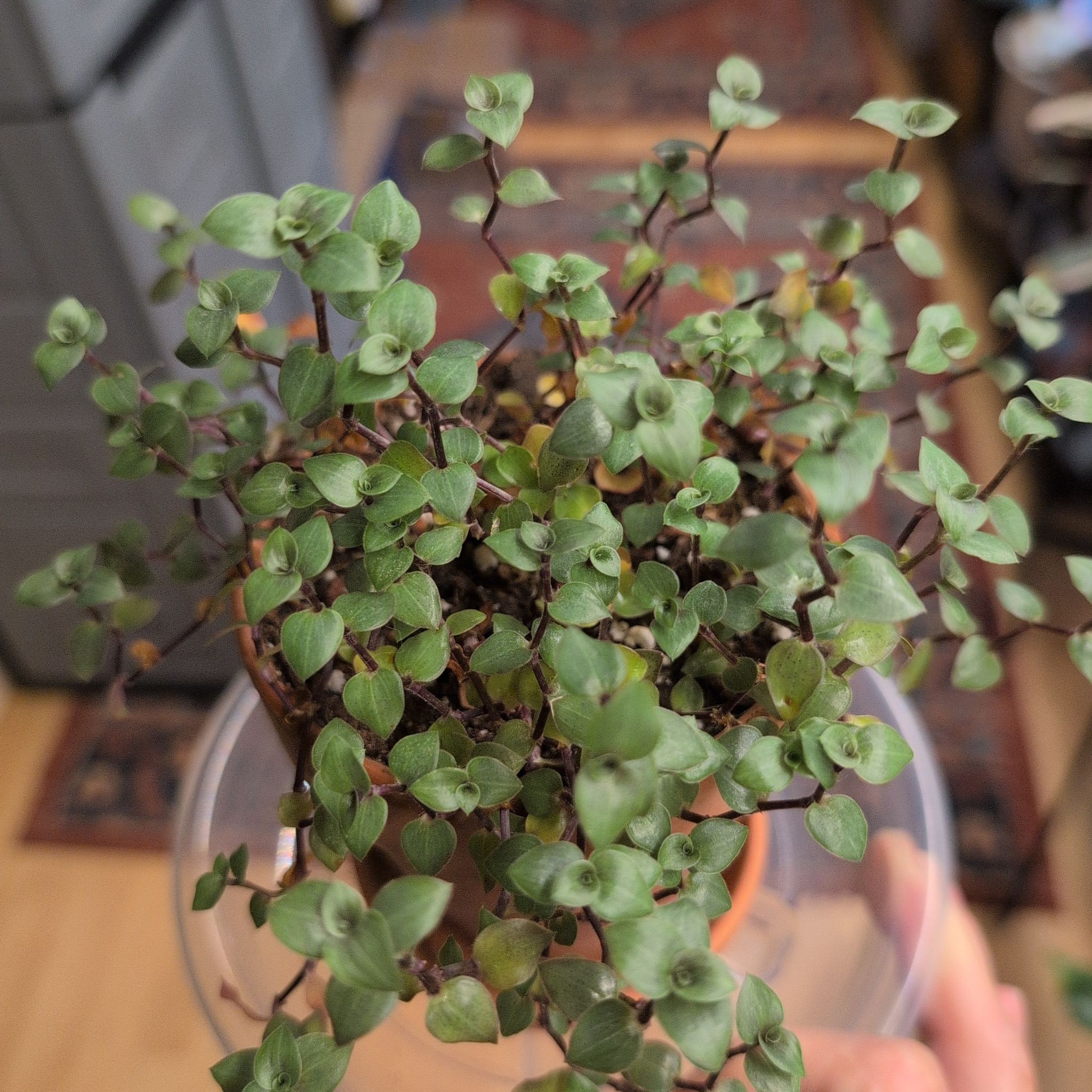 Photo of the plant species Turtle Vine by @RNgjg510 named Hemingway on Greg, the plant care app