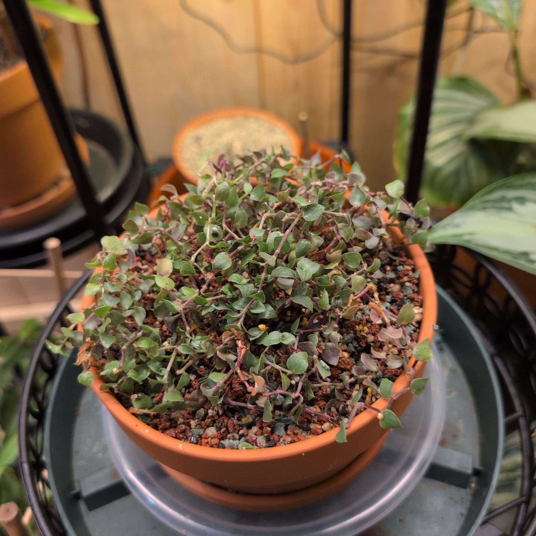Photo of the plant species Turtle Vine by @RNgjg510 named Hemingway on Greg, the plant care app
