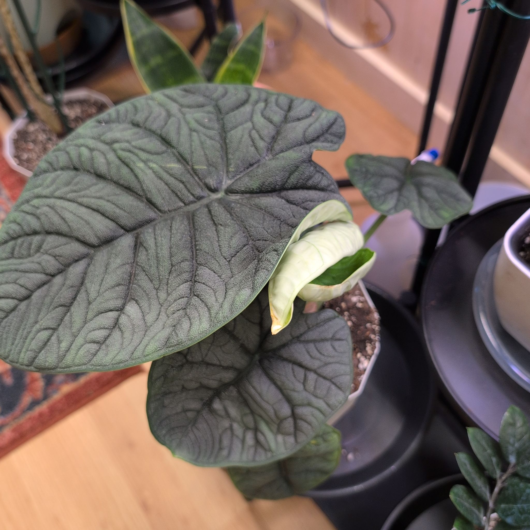 Photo of the plant species Alocasia Melo by @RNgjg510 named Milo the Melo on Greg, the plant care app