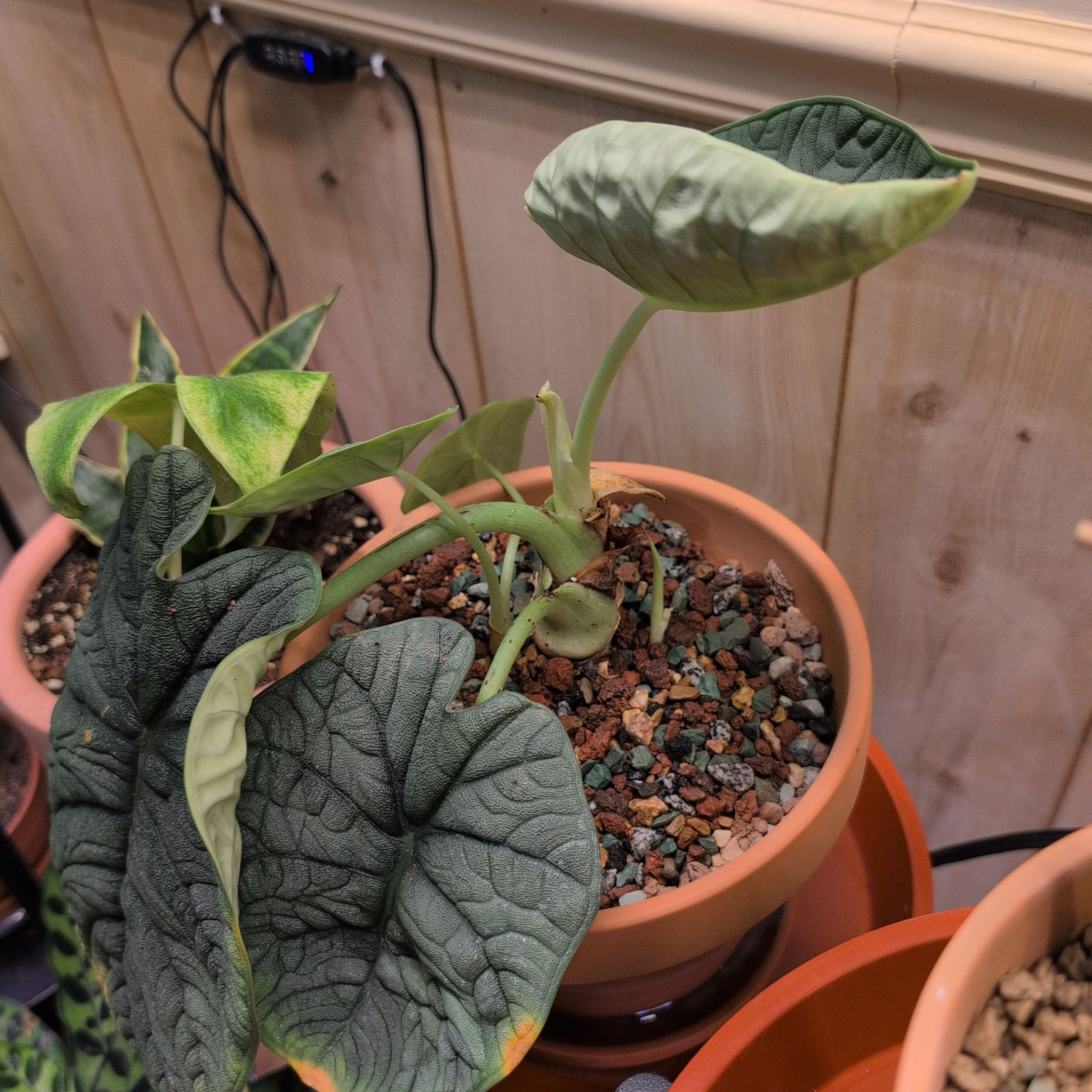 Photo of the plant species Alocasia Melo by @RNgjg510 named Milo the Melo on Greg, the plant care app