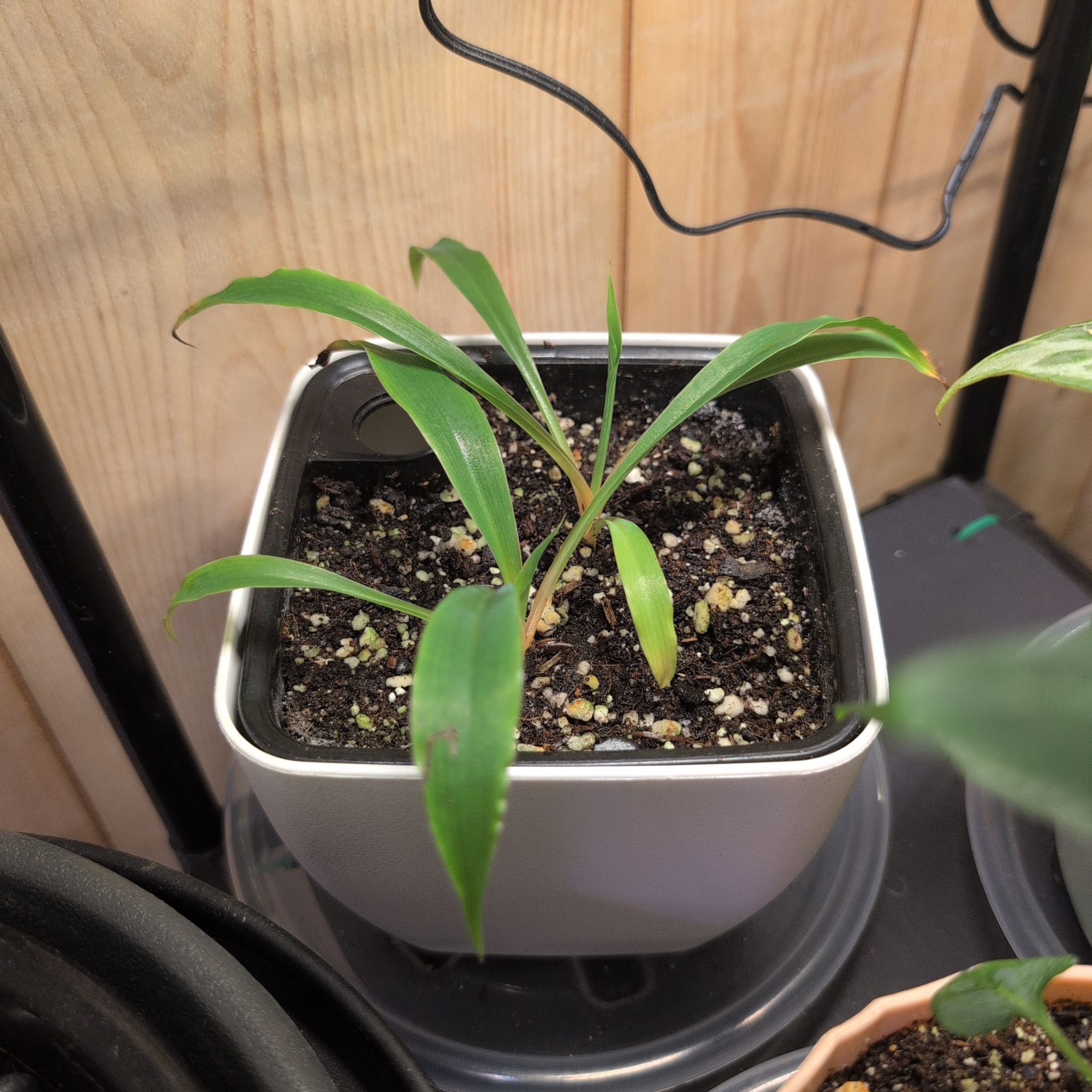 Photo of the plant species mandarin orange spider plant by @RNgjg510 named Robert on Greg, the plant care app