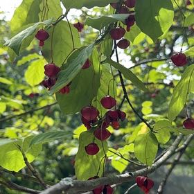 Photo of the plant species European Spindle by @LushSnowpeas53 named James Dean on Greg, the plant care app