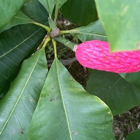Photo of the plant species Umbrella Magnolia by @LushSnowpeas53 named Winston on Greg, the plant care app