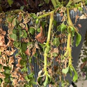 Photo of the plant species Alexanders by @ChipperLoquat52 named Mollie on Greg, the plant care app