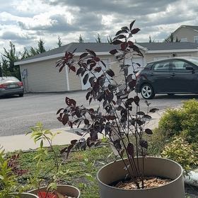 Photo of the plant species Purple Leaf Sand Cherry by @StarrySandleek named Gobi on Greg, the plant care app