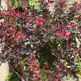 Photo of the plant species Orange Rocket Barberry by @StarrySandleek named Willow on Greg, the plant care app