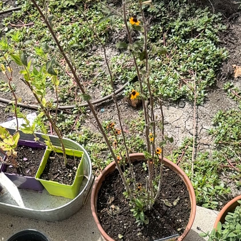 Photo of the plant species Prairie Glow Brown-Eyed Susan by @StarrySandleek named Stella on Greg, the plant care app