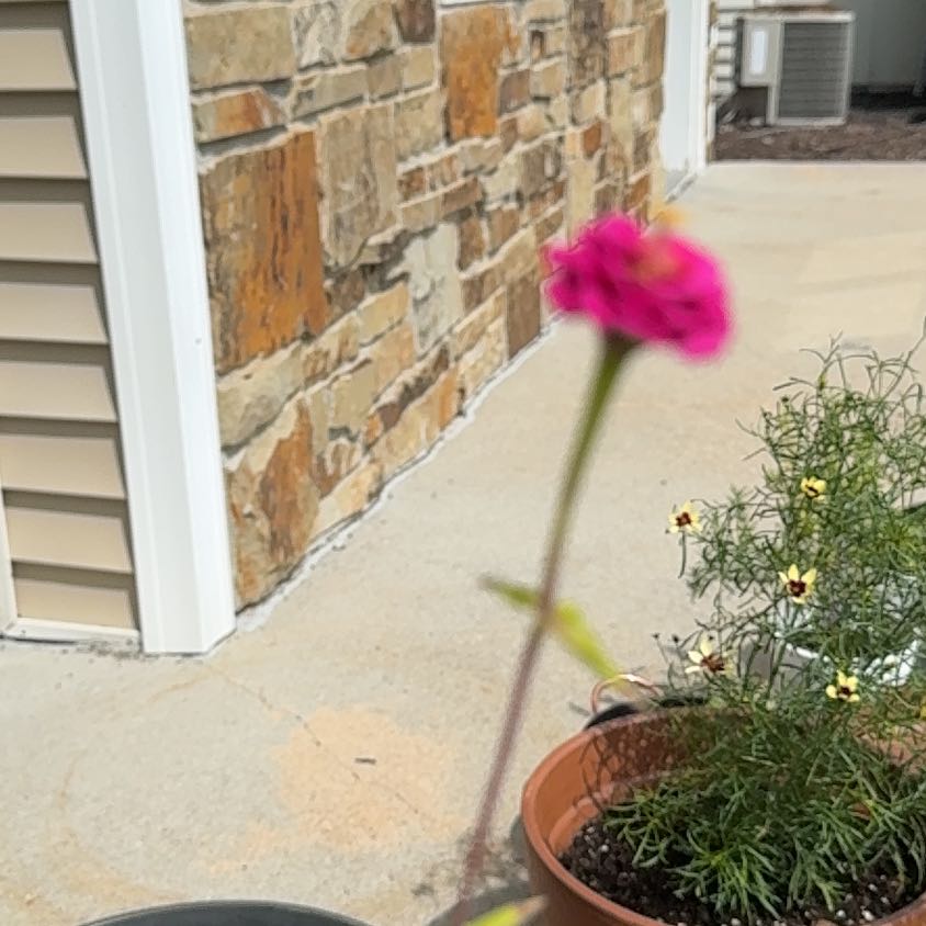 Photo of the plant species Zinnia by @StarrySandleek named Figyonce on Greg, the plant care app