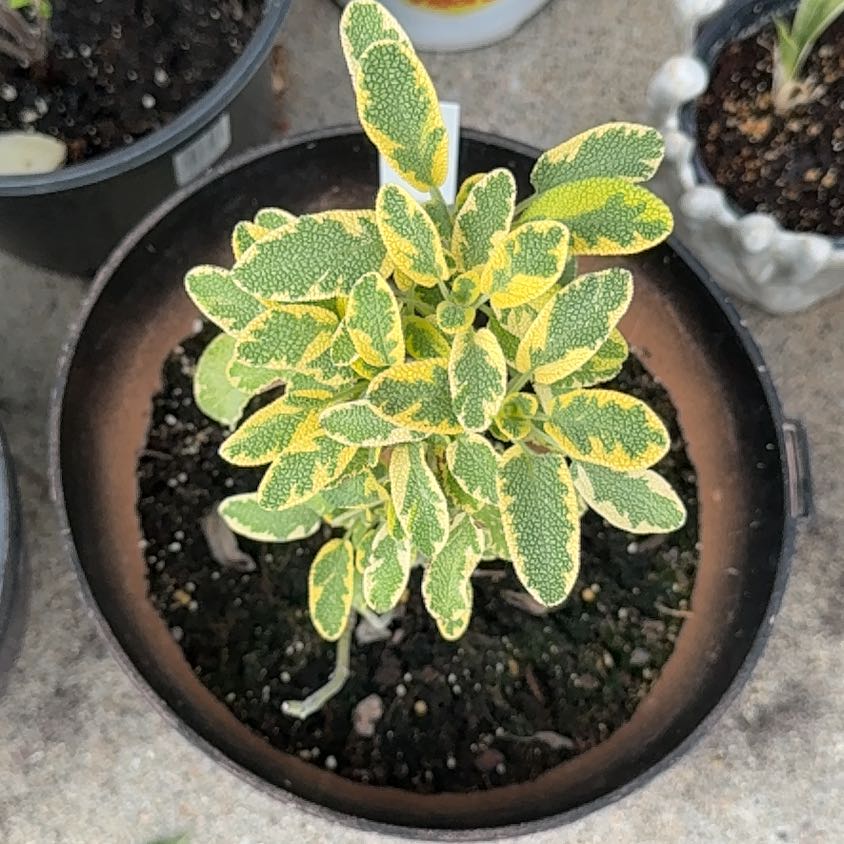 Photo of the plant species Golden Sage by @StarrySandleek named Sol on Greg, the plant care app