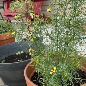 Photo of the plant species Whorled Tickseed by @StarrySandleek named Gregarious on Greg, the plant care app