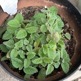 Photo of the plant species Orange Balm by @StarrySandleek named Fernie Mercury on Greg, the plant care app