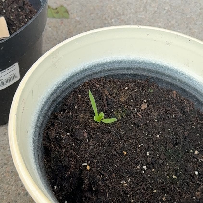 Photo of the plant species Spinach by @StarrySandleek named Sigmund on Greg, the plant care app
