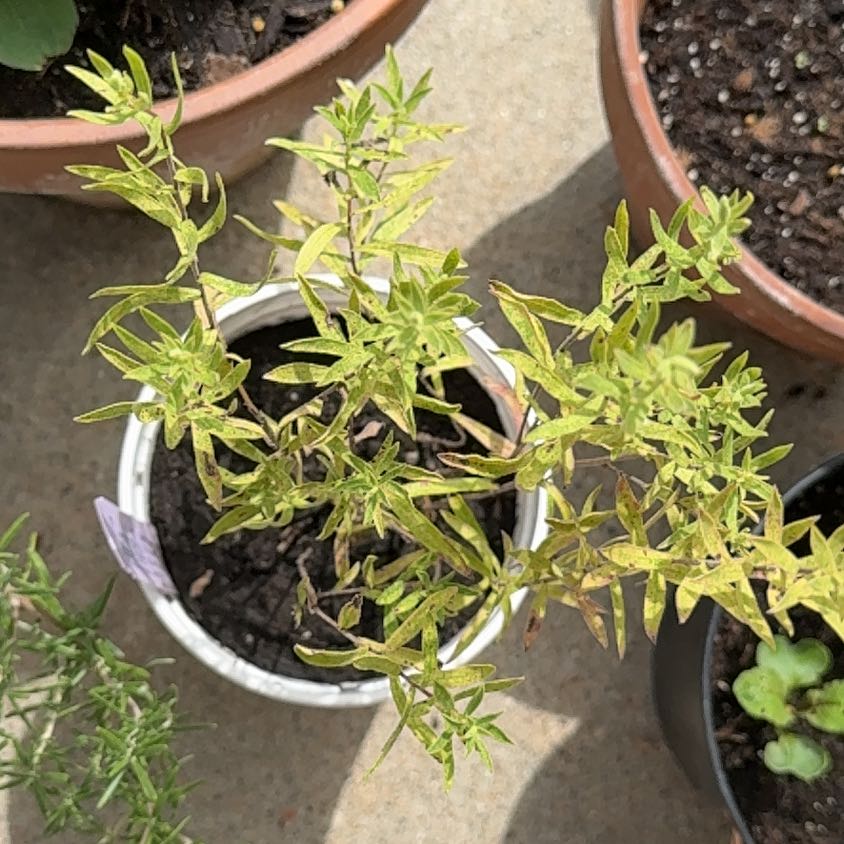Photo of the plant species Aromatic Aster by @StarrySandleek named Austen on Greg, the plant care app