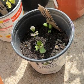 Photo of the plant species Mesclun by @StarrySandleek named Daphne on Greg, the plant care app