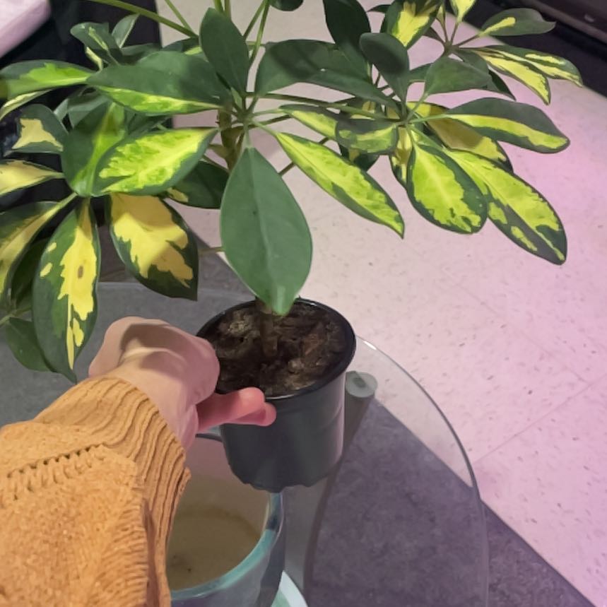 Photo of the plant species Variegated Umbrella Plant by @EagerQuincula19 named James on Greg, the plant care app