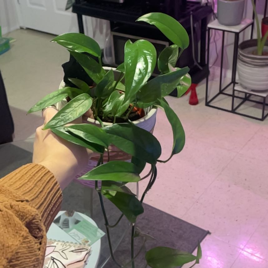 Photo of the plant species Variegated Epipremnum pinnatum by @EagerQuincula19 named Curie on Greg, the plant care app