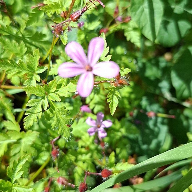 Photo of the plant species Robert Geranium by @FunJicaro93 named Robert Plant on Greg, the plant care app