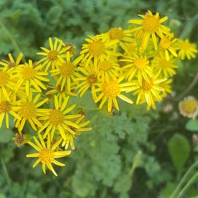 Photo of the plant species Senecio Jacobaea by @WiseClusia5 named Gates on Greg, the plant care app