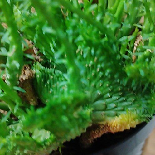Photo of the plant species Green Coral Cactus by @SoigneMakole35 named Treeyoncé on Greg, the plant care app