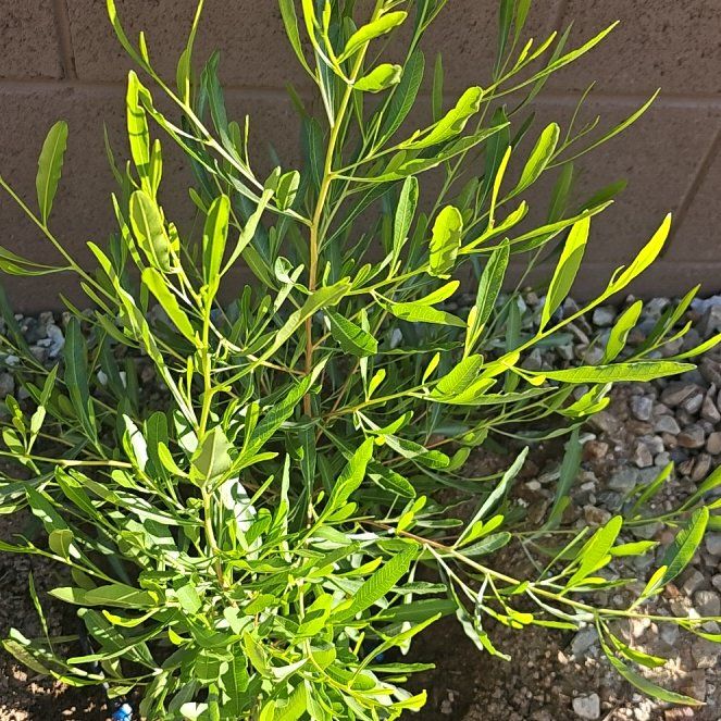 Photo of the plant species Florida Hopbush by @UntiringKowhai7 named Hamilton on Greg, the plant care app