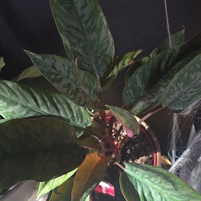 Photo of the plant species Purple Sword by @NationalGrass named Scarlett on Greg, the plant care app