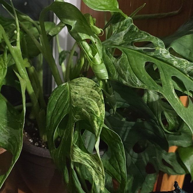 Photo of the plant species Variegated Swiss Cheese Plant by @NationalGrass named LiloStitch on Greg, the plant care app