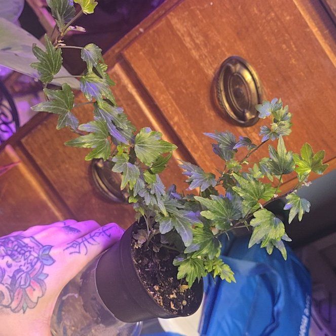 Photo of the plant species Oak Leaf Ivy by @NationalGrass named Zion on Greg, the plant care app