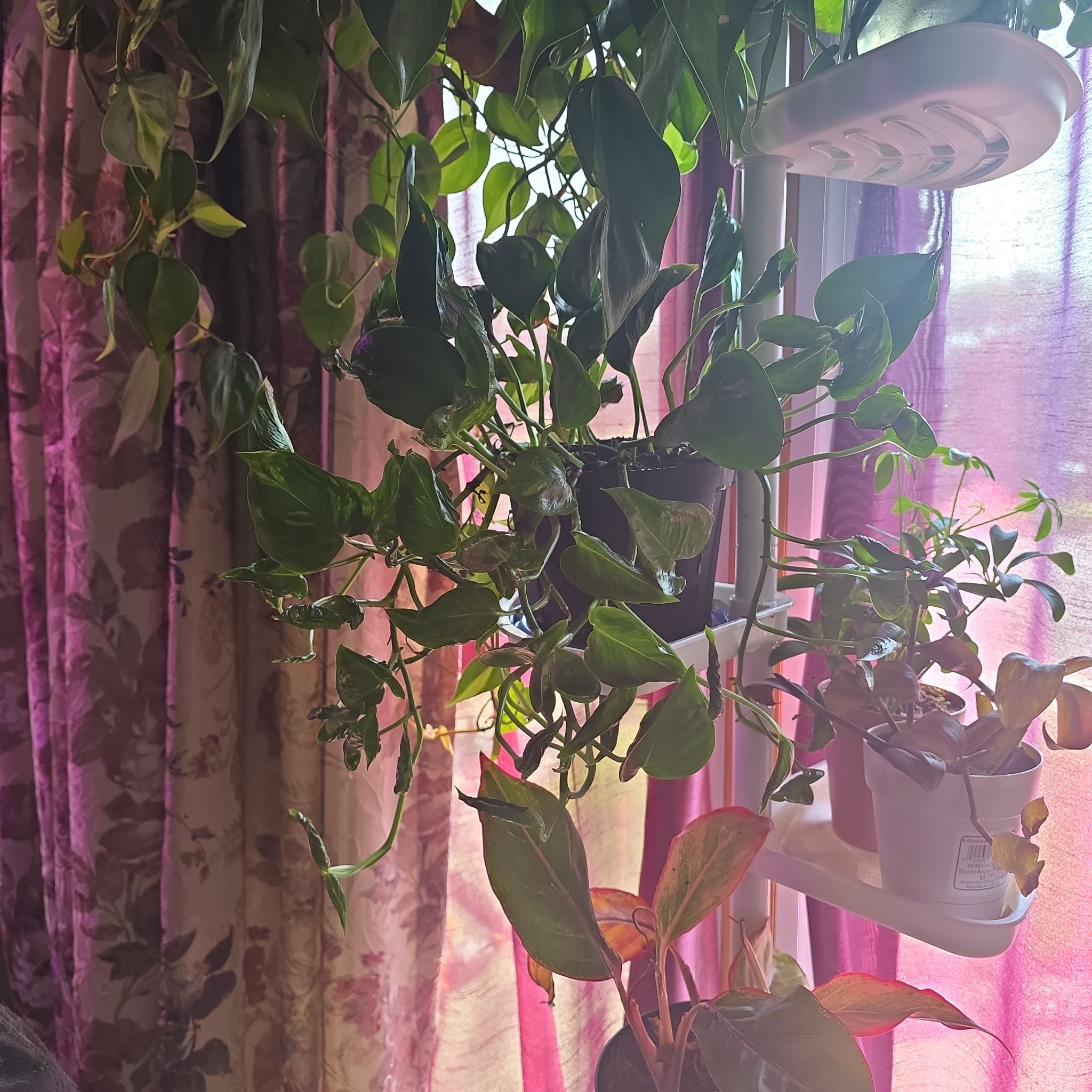 Photo of the plant species Epipremnum 'Shangri-La' by @NationalGrass named Prince on Greg, the plant care app