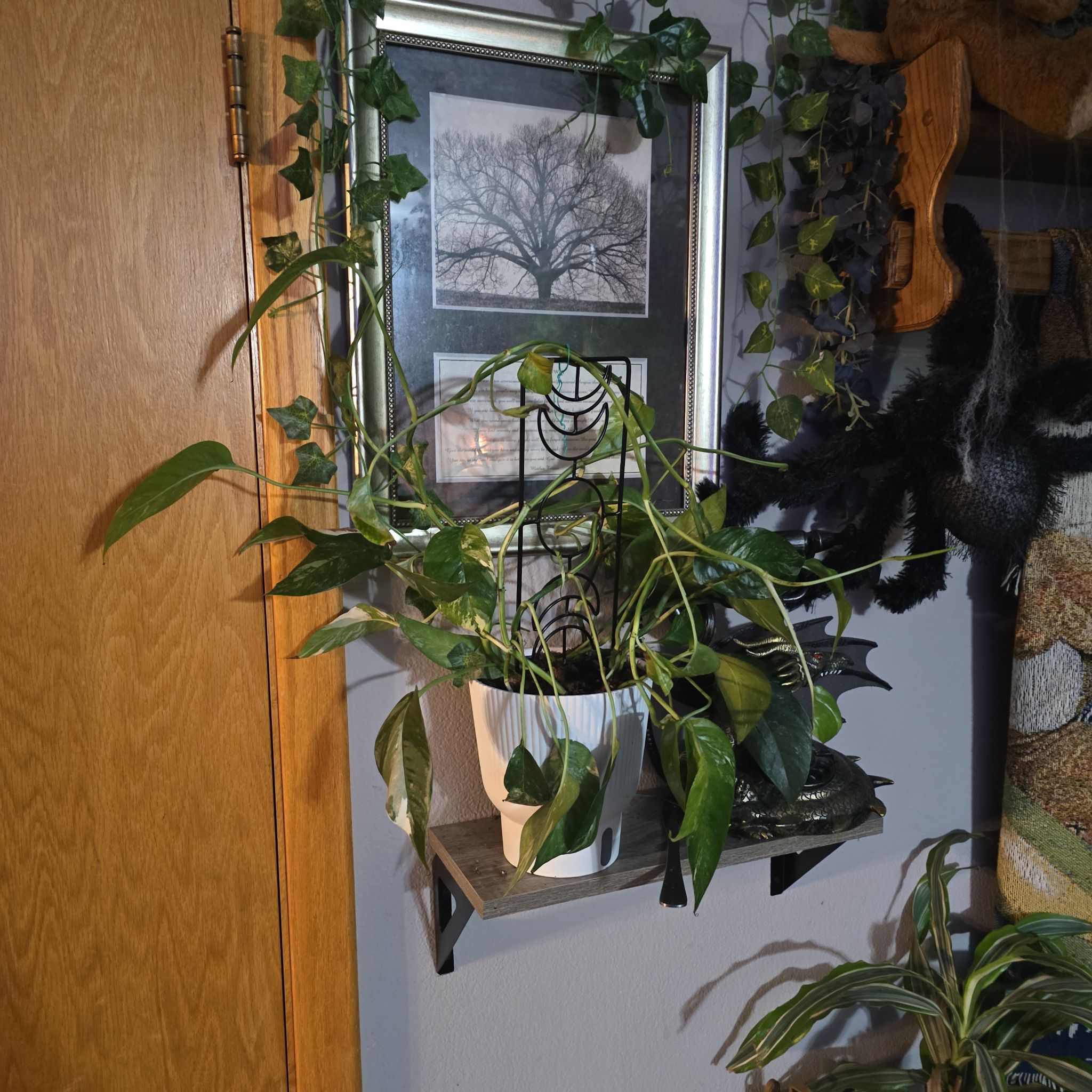 Photo of the plant species Epi Pinn Albo by @NationalGrass named Mando on Greg, the plant care app
