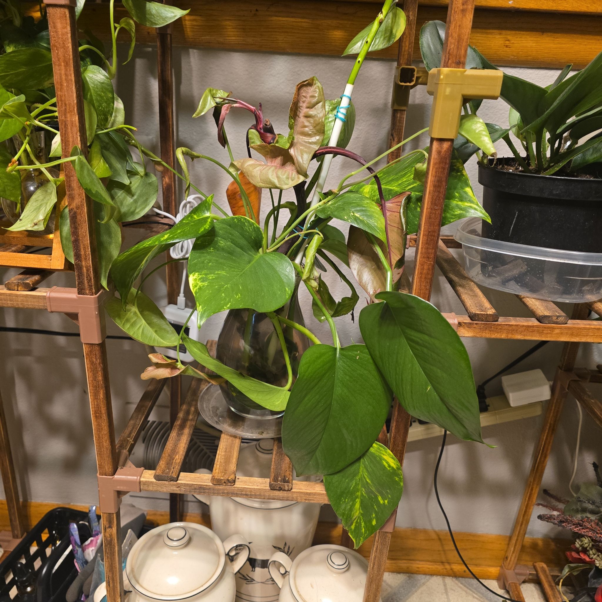 Photo of the plant species Mostera Peru by @NationalGrass named Dax on Greg, the plant care app