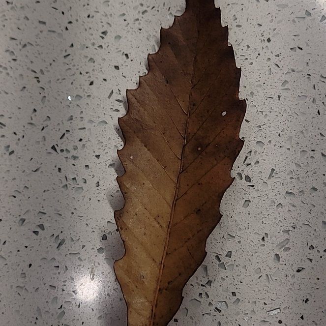 Photo of the plant species Chinkapin Oak by @AceDamsii75 named Sigmund on Greg, the plant care app