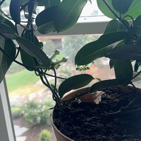 Photo of the plant species Variegated Madagascar Jasmine by @NotablePepper52 named Sproutacus on Greg, the plant care app