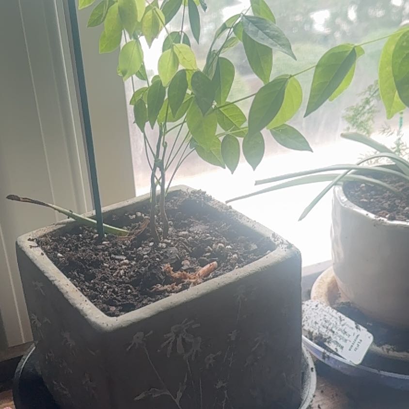 Photo of the plant species Amethyst Falls Wisteria by @NotablePepper52 named McKinley on Greg, the plant care app
