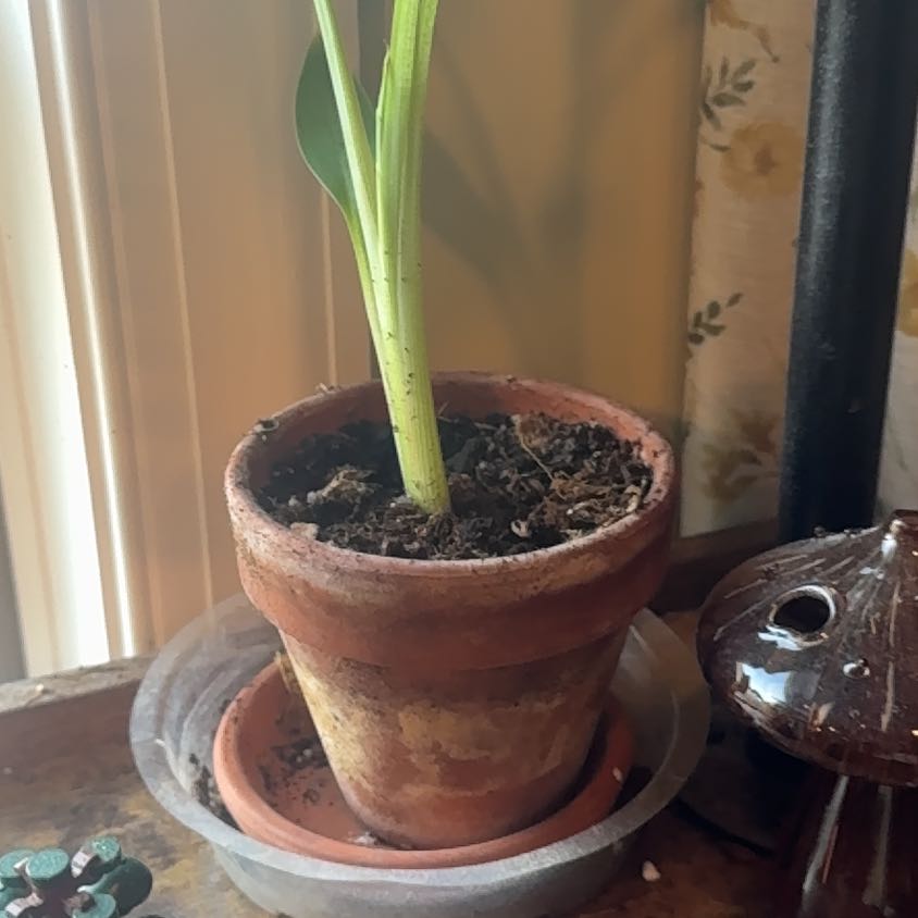 Photo of the plant species Golden Lotus Banana by @NotablePepper52 named Bigleef Smalls on Greg, the plant care app