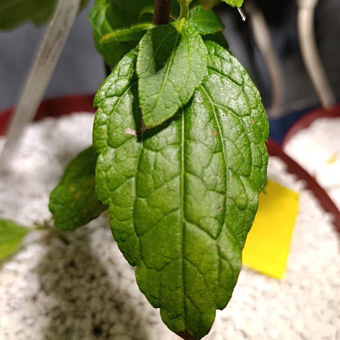 Photo of the plant species Dream Herb by @HotBlackgem70 named Bieber on Greg, the plant care app