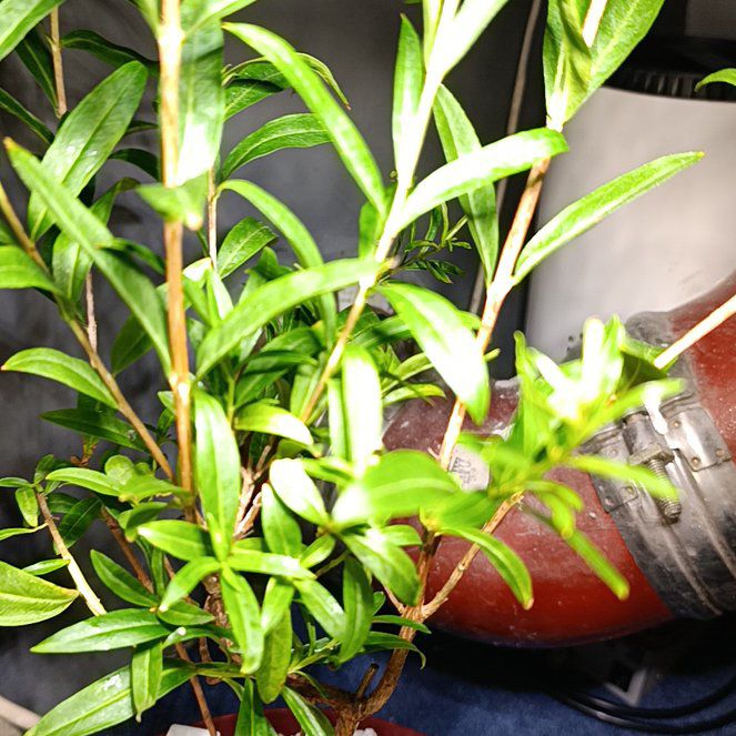 Photo of the plant species Shrubby Yellowcrest by @HotBlackgem70 named Duke on Greg, the plant care app